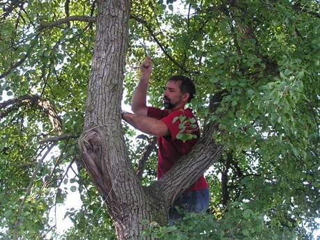 Späť na stromy? ...ale nie! To len jeden z aktívnych zvolenských organizátorov, Ing. Miloš Mikleš, improvizuje potom, čo silný vietor odtrhol uchytenie s označením Majstrovstvá SR krátke trate.