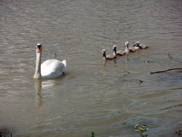 Trenčianska regata Trenčín, 51. ročník - fotka