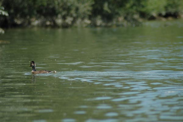 Trenčianska regata Trenčín, 52. ročník - fotka