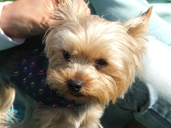 Pohár Slávie UK, 9.&nbsp;ročník - fotka